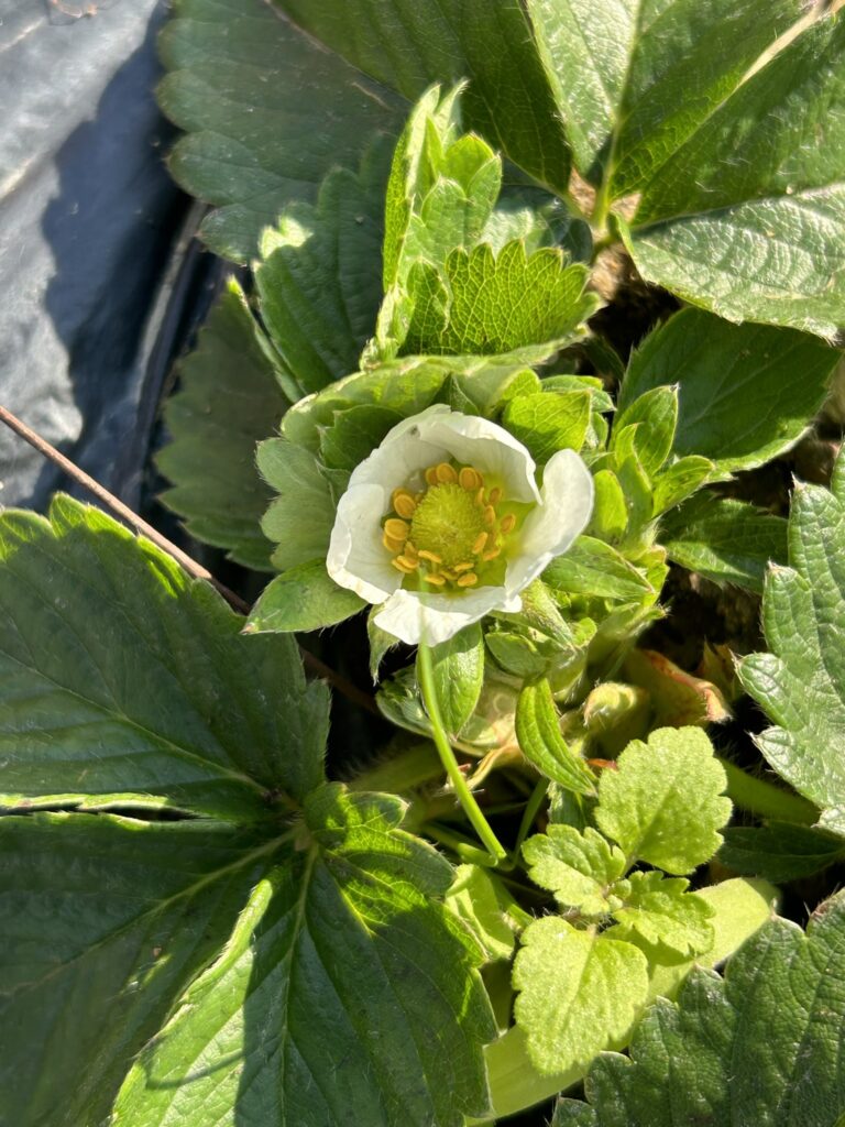 １２月に咲いたイチゴの花