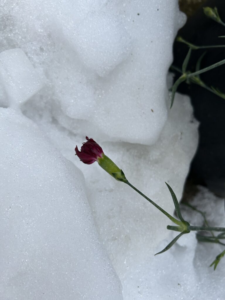 雪の中の蕾