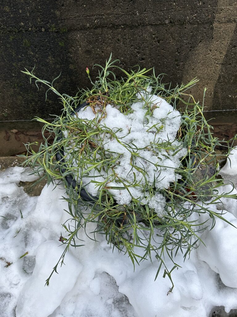 雪の中のカーネーション