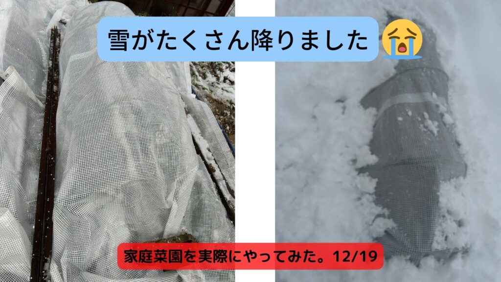 ほうれん草雪に埋もれる