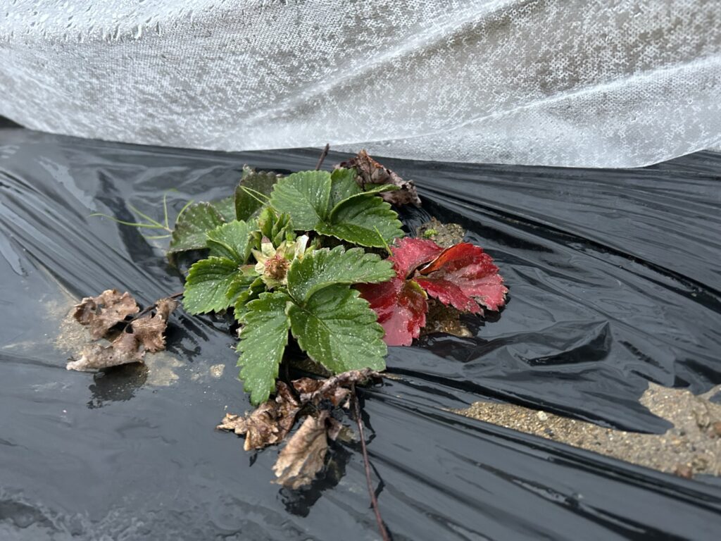 花が咲いたり、紅葉したり