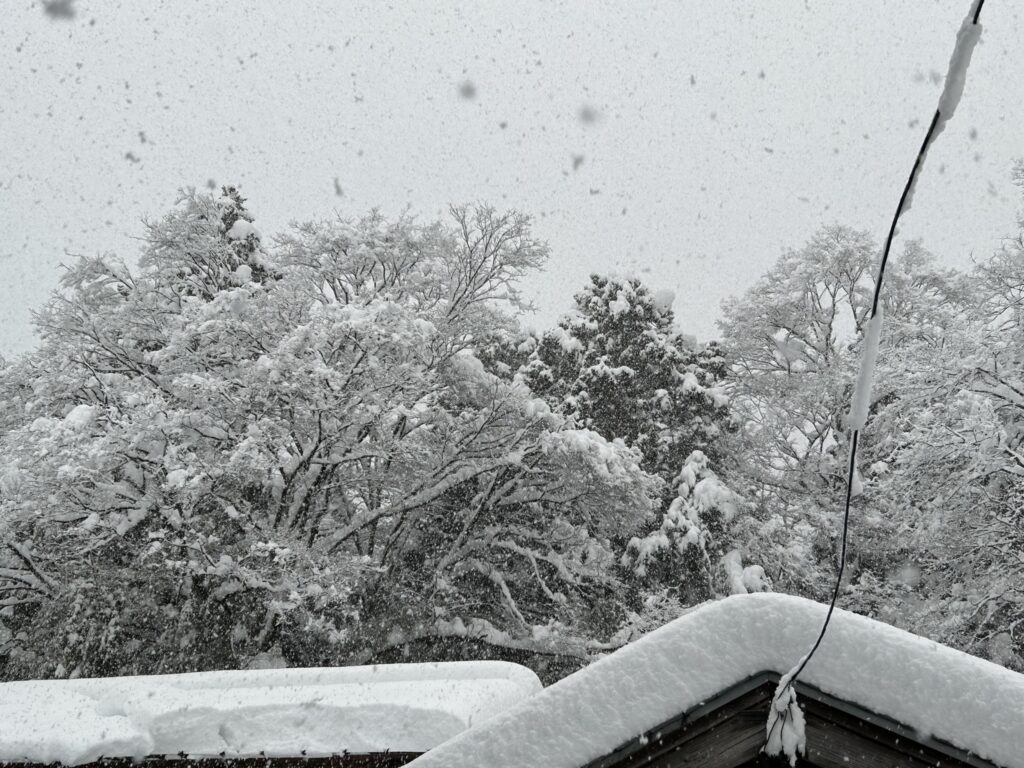 家の裏の山も雪化粧