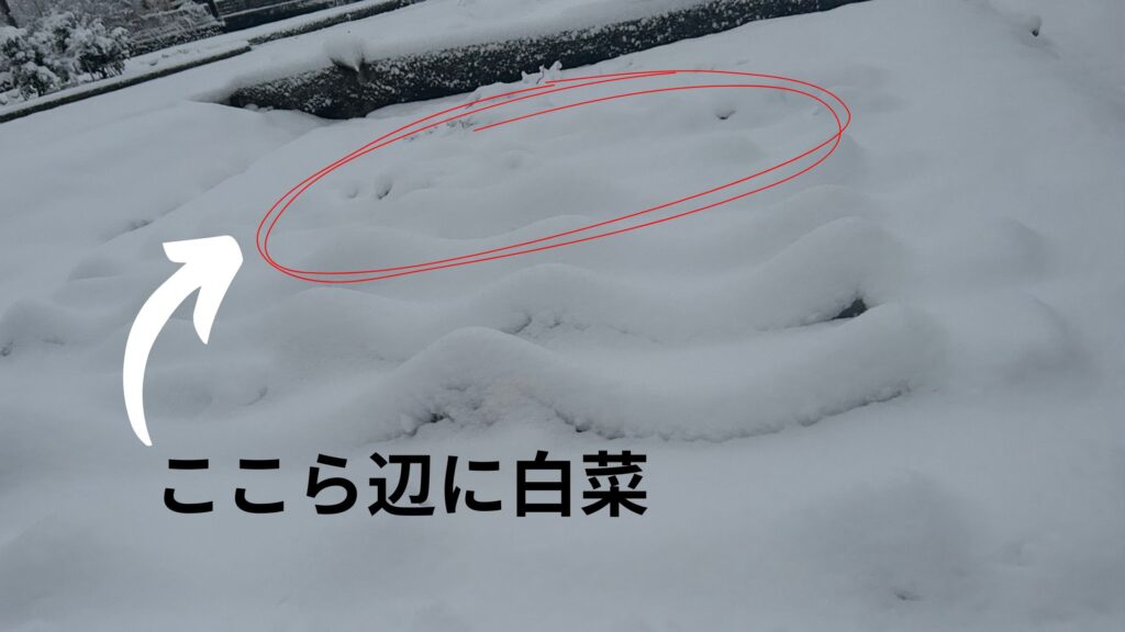 雪に埋もれる白菜