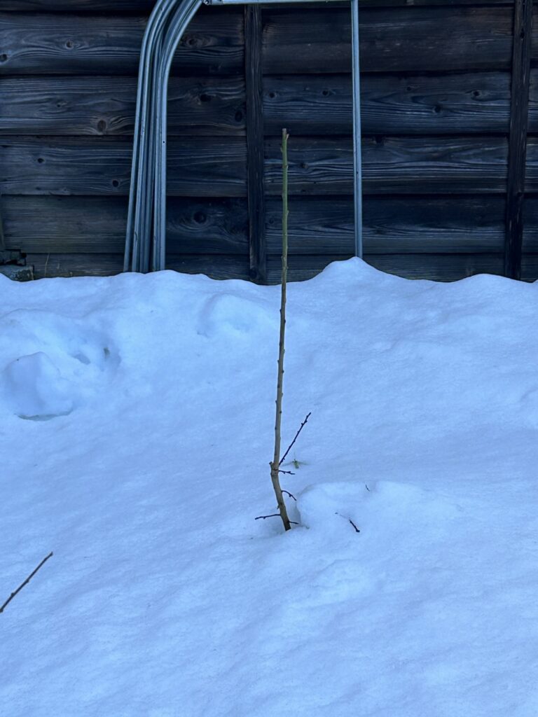 雪に埋もれた南高梅