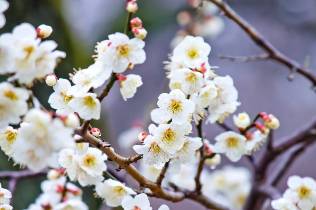 梅の花