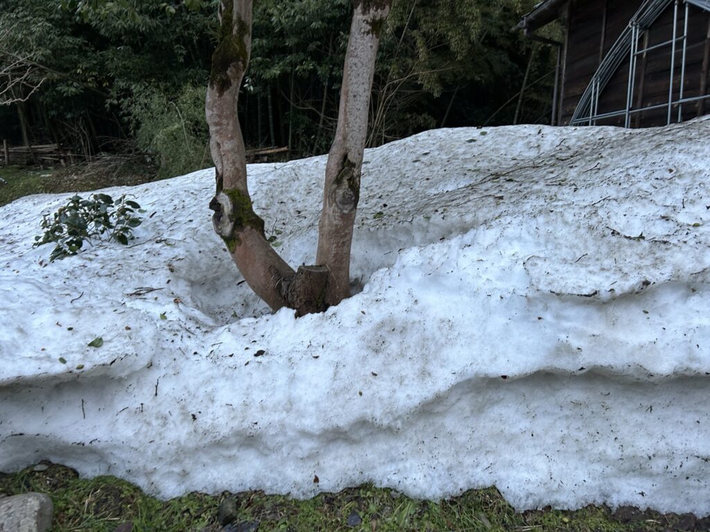 3/2の雪に埋もれた様子