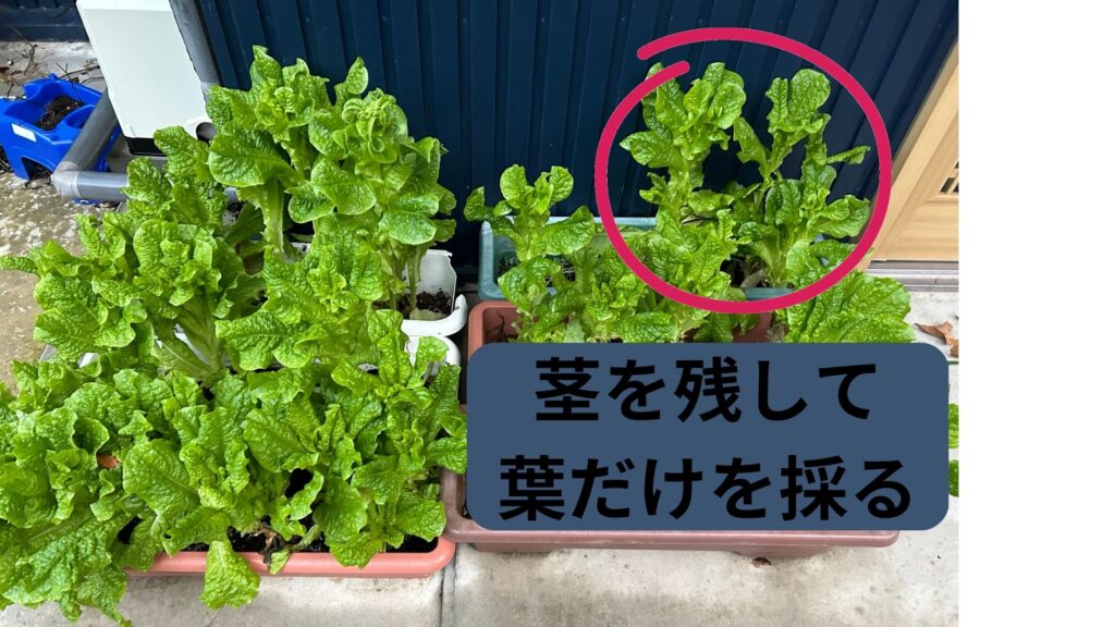 茎を残すと葉っぱが次から次へと出る