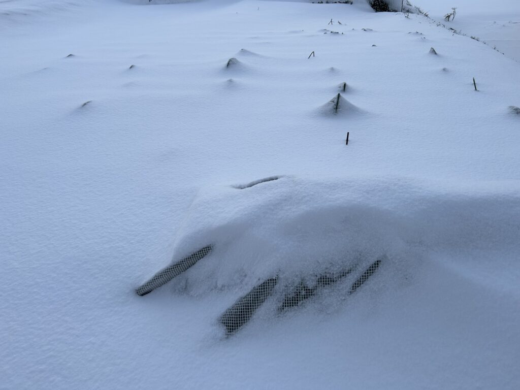 完全に雪に覆われたほうれん草