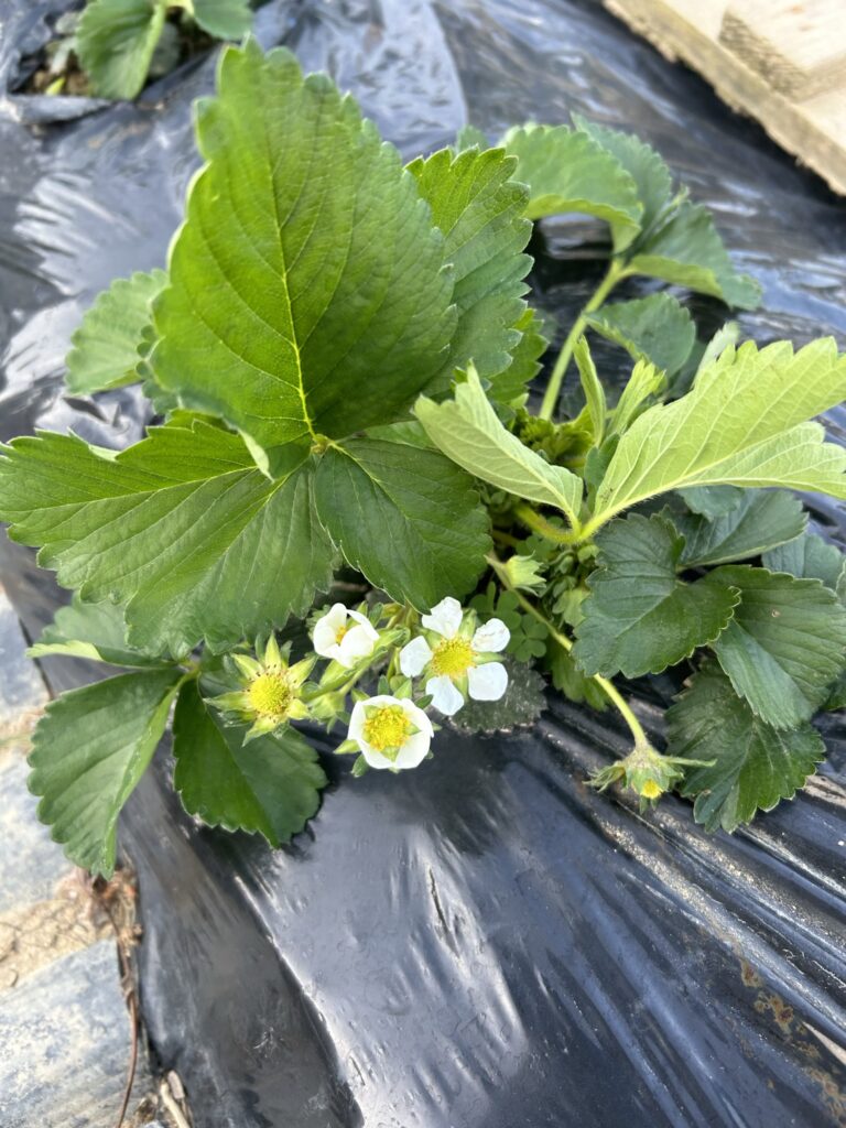 新しい葉っぱと花を付けたイチゴ