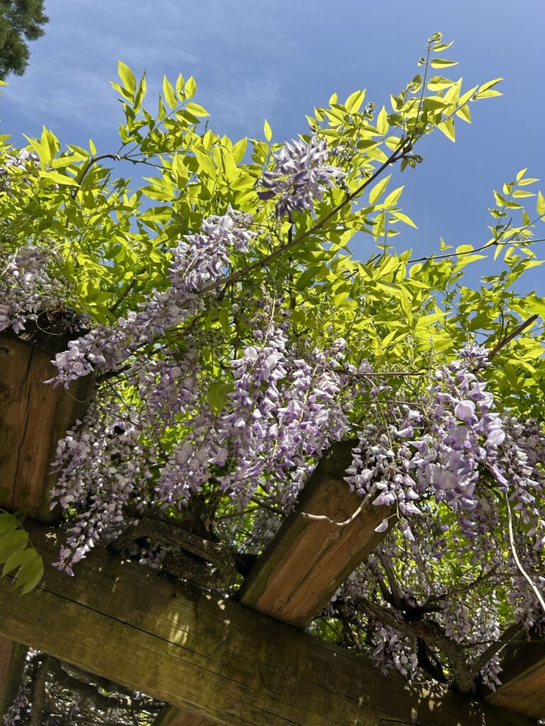 満開の藤の花