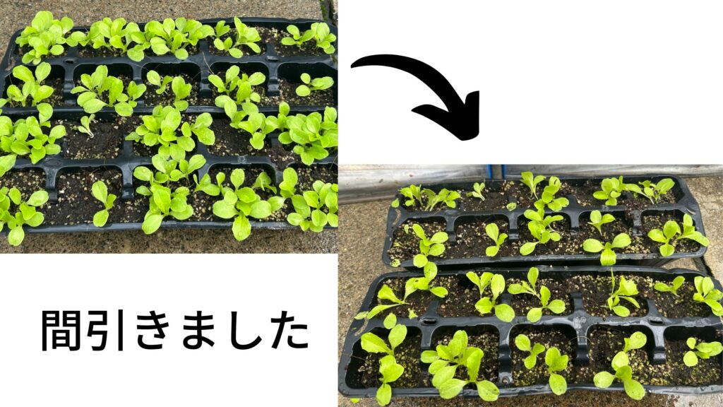 サンチュ 間引いた様子