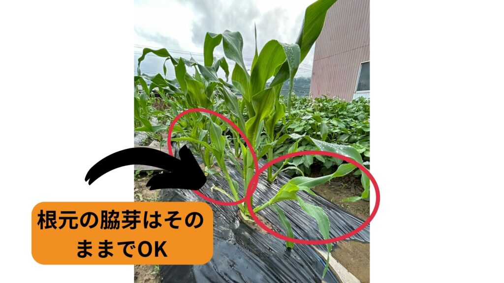 根元の脇芽はそのままでOK