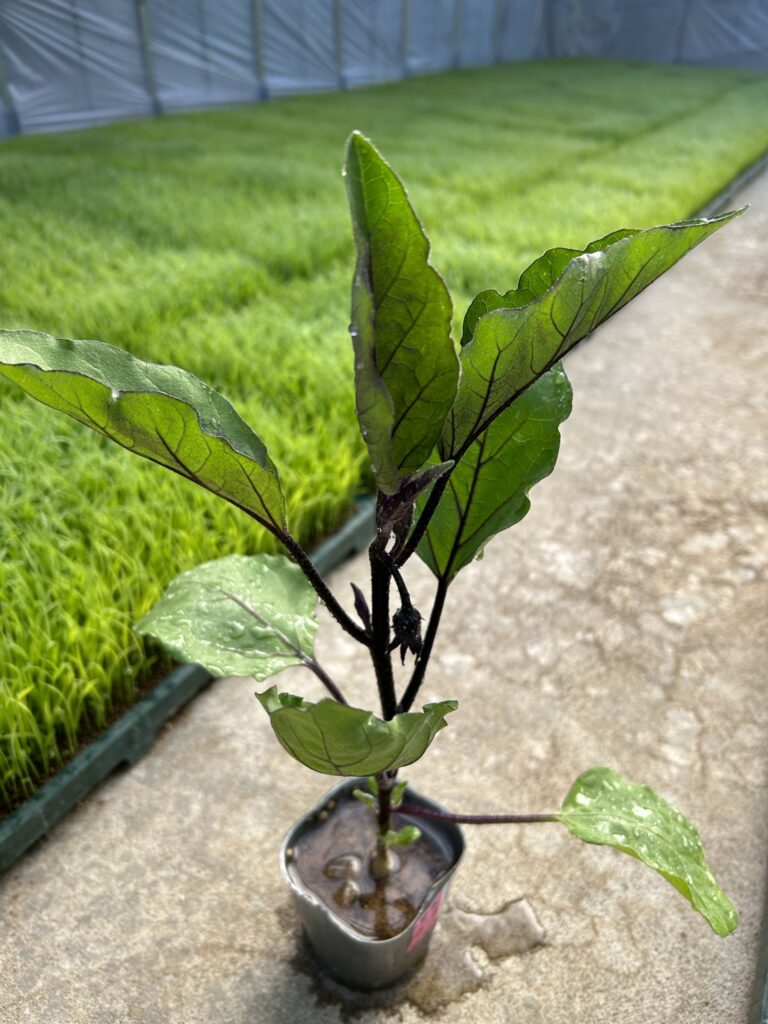 葉っぱが7枚あります