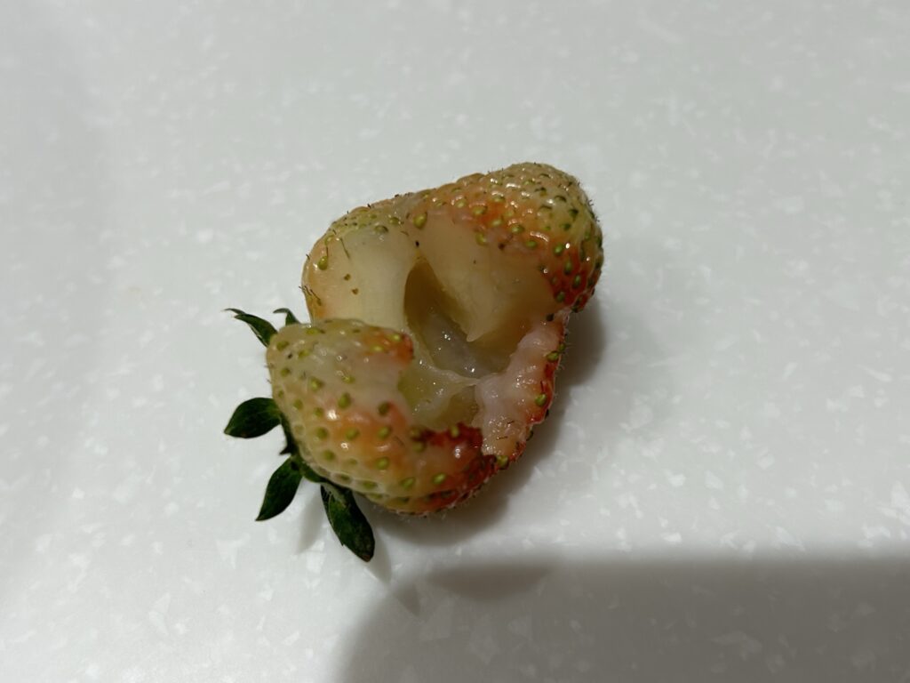 毛虫に食べられたイチゴ