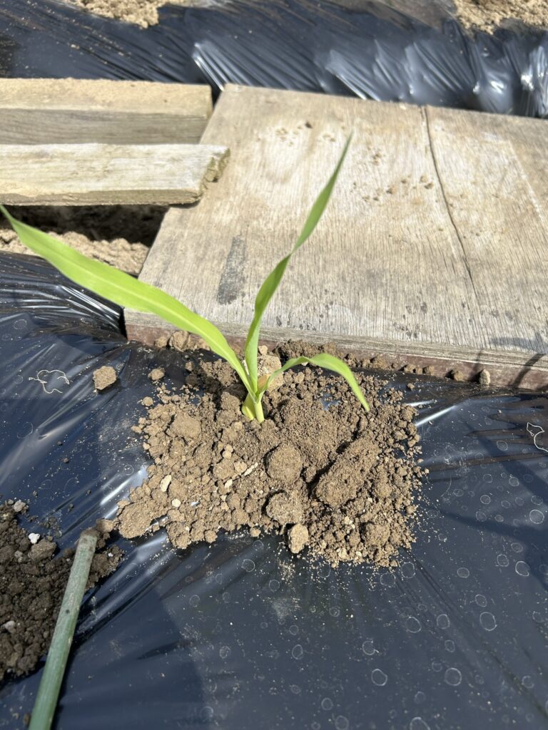 植えたら土をかぶせて完了！