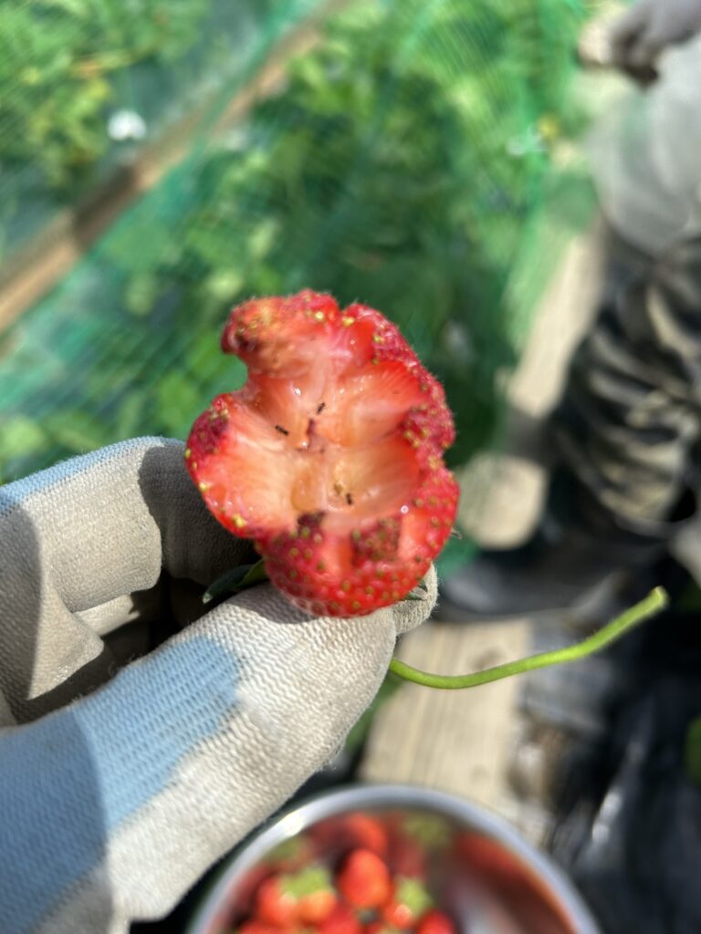 アリに食べられているいちご