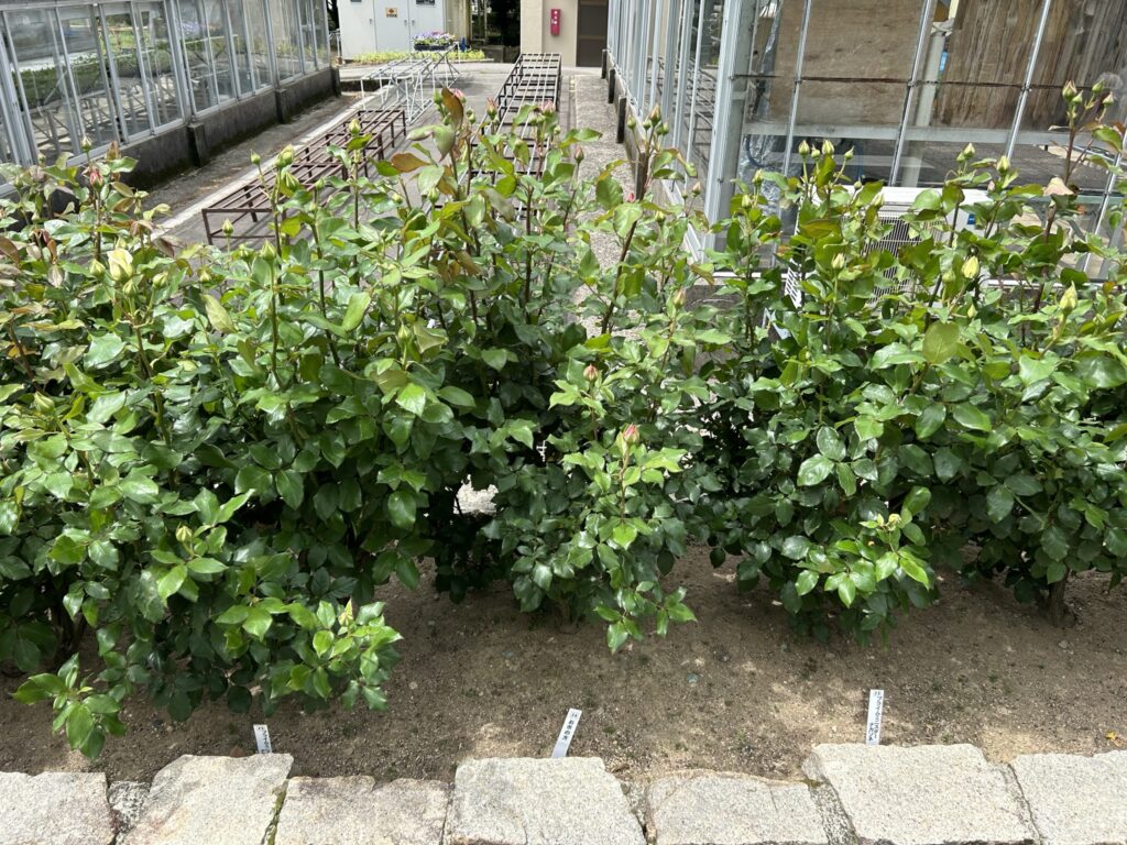 まだまだつぼみの多い薔薇