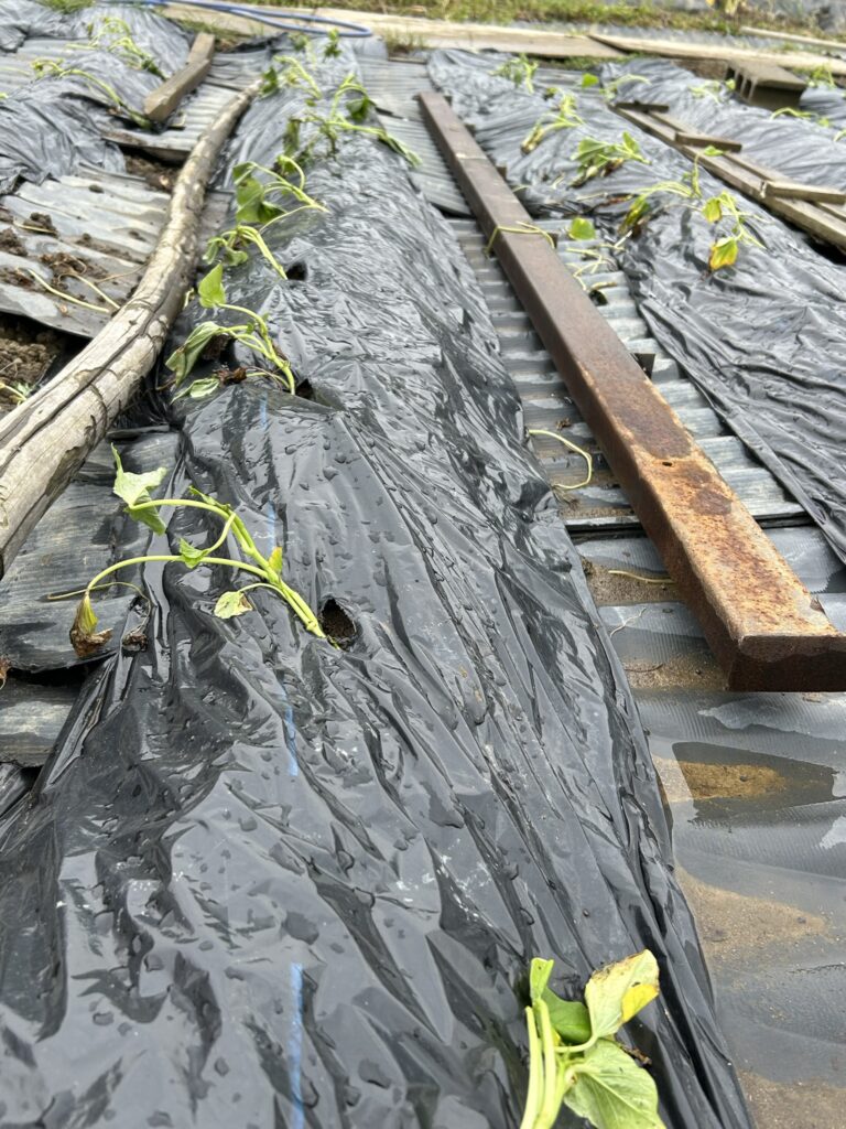 植え付け後すぐに大量の水をあげた様子