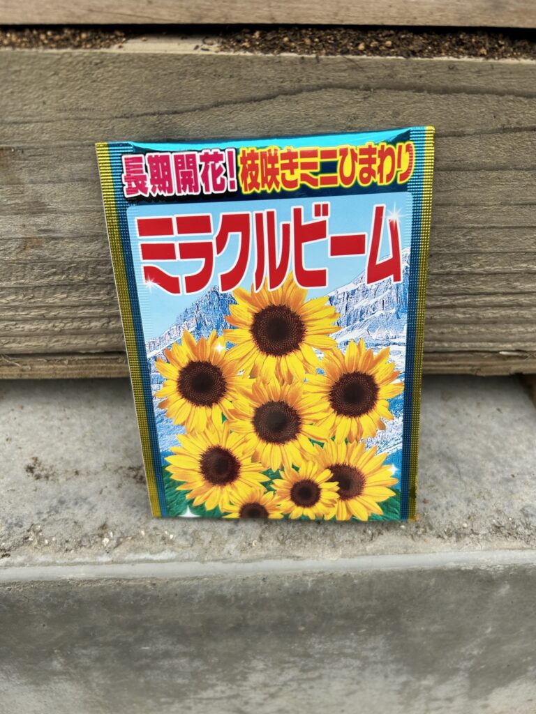 まいたミニひまわりの種(ミラクルビーム)