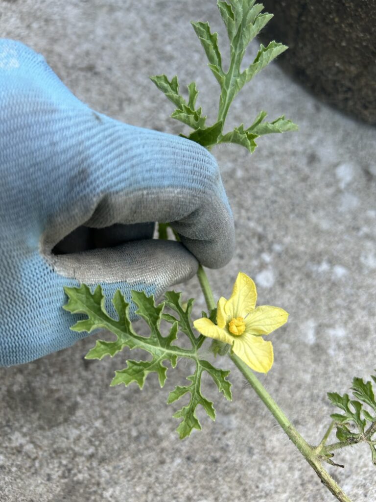 すでに雌花が咲いています。