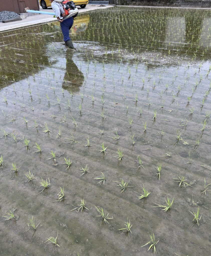 私の父が除草剤散布作業中