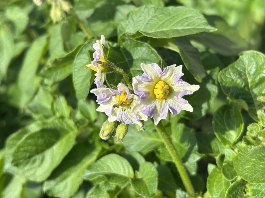 フリー素材のようにきれいに撮れましたが、私の畑のジャガイモの花です。