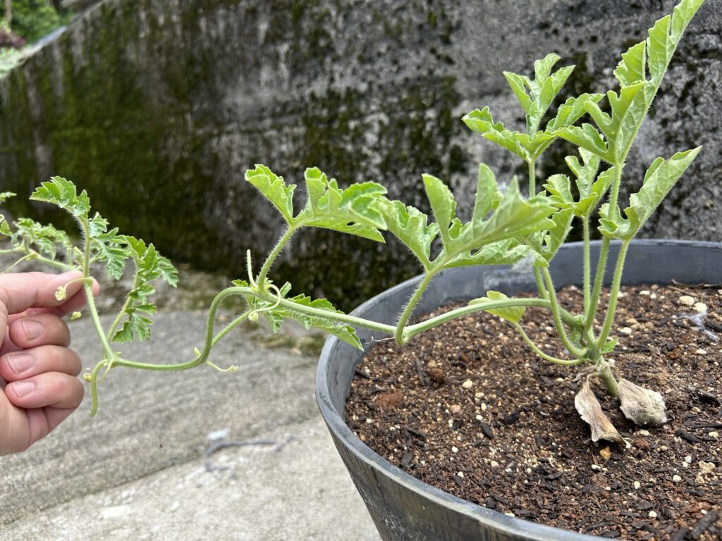 プランターで栽培しているスイカの様子