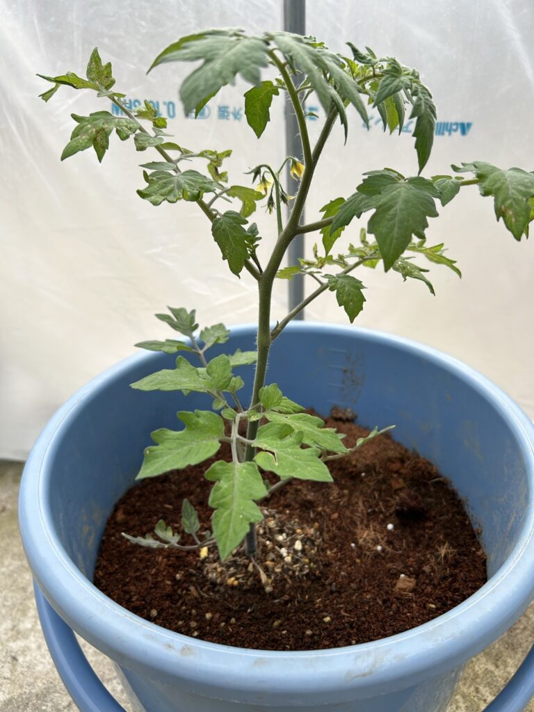 バケツに植えたミニトマト