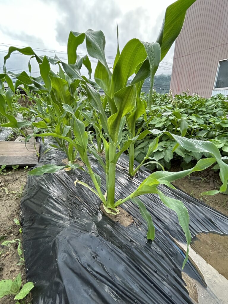 順調に育つトウモロコシの様子