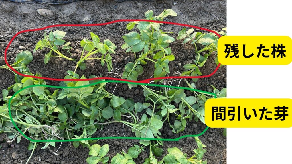 ちょっと芽かきをしている様子