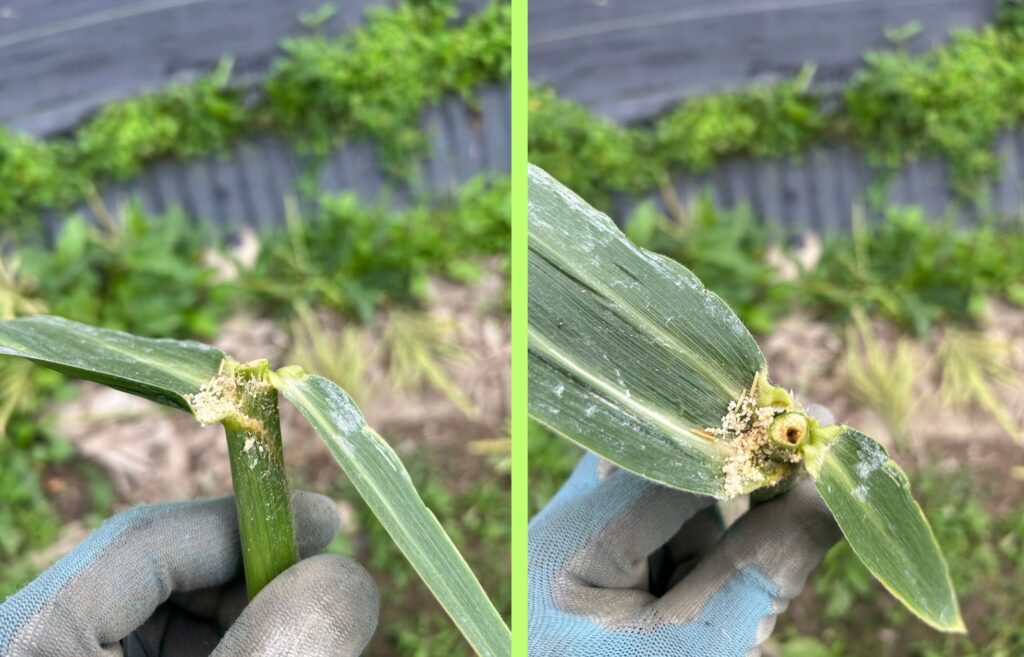 幼虫が茎の中を進んでいる様子