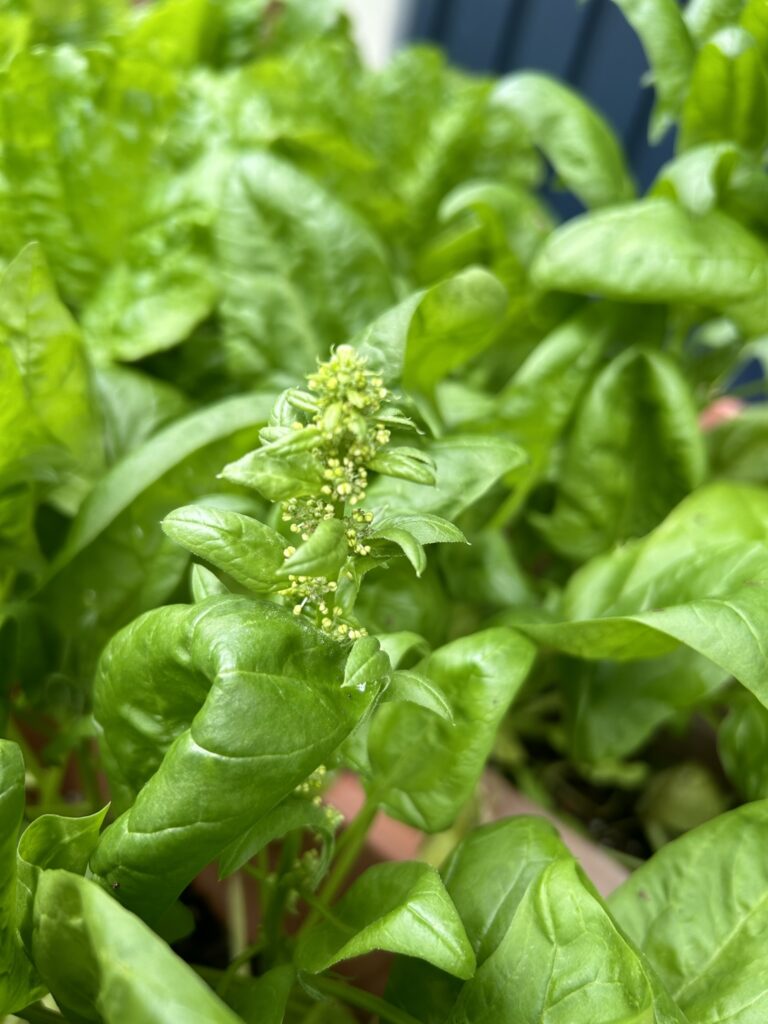 とうがたって、花が咲こうとしている様子