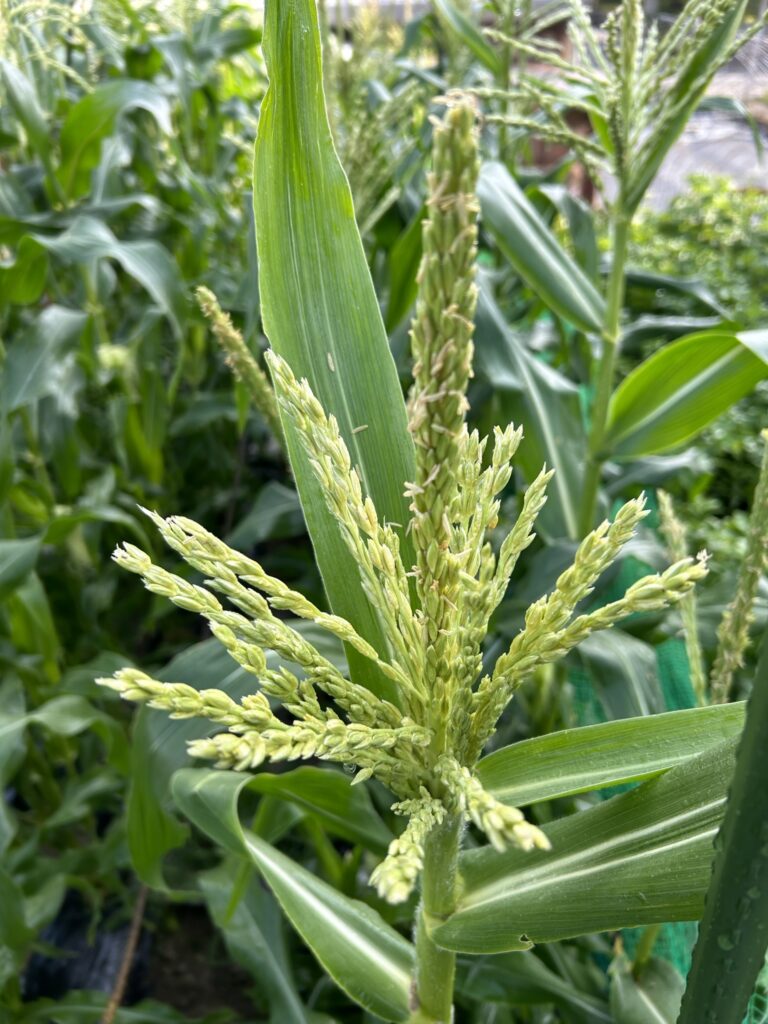 トウモロコシの花