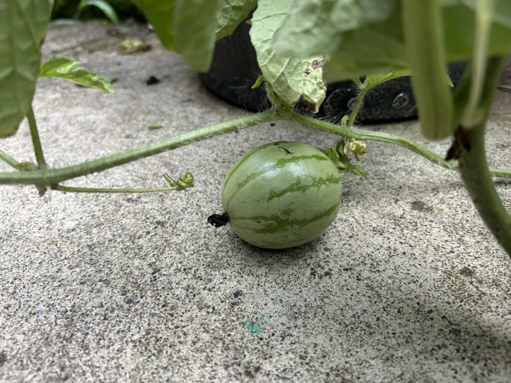 ピンポン玉くらいのスイカの実