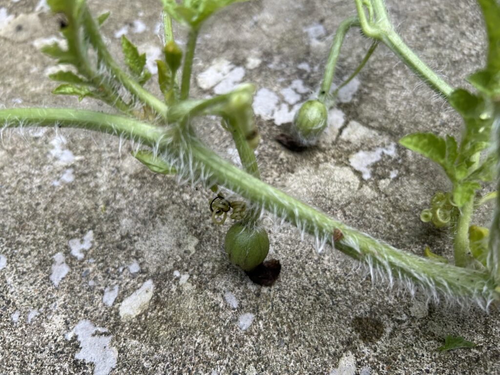 この小さな実は受粉したのかな?