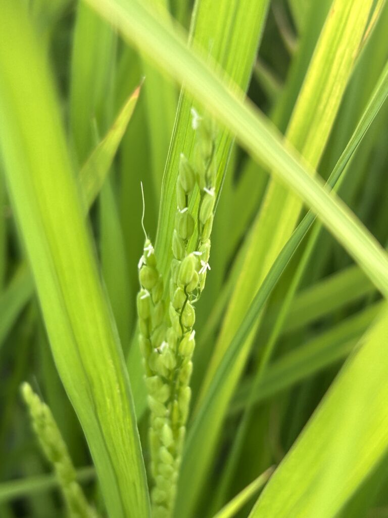 白っぽい小さな粒が米の花