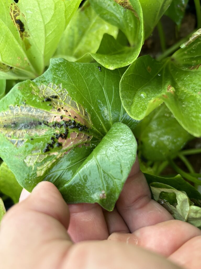 虫がいた形跡。