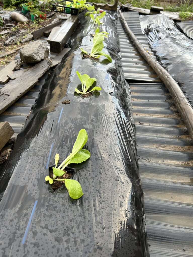 今回植付をした白菜の苗