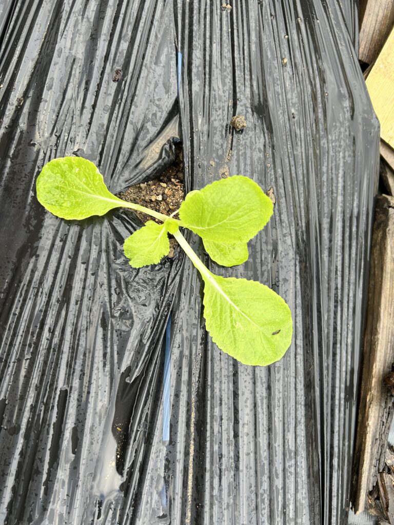 大きく植え付けの時期を外してしまった気がする。