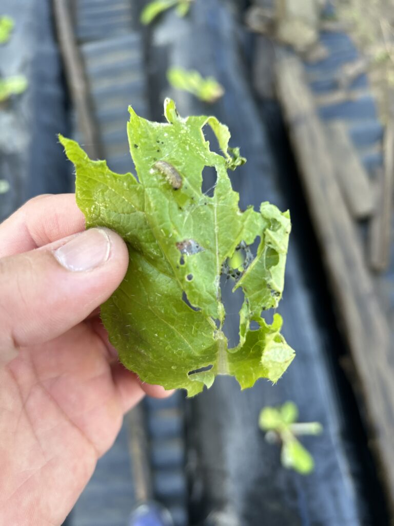 移植した白菜についていた虫