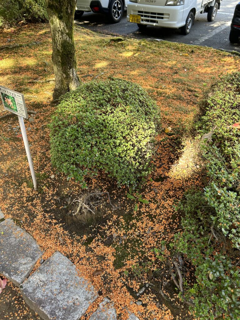 金木製の花できれいに染まった地面