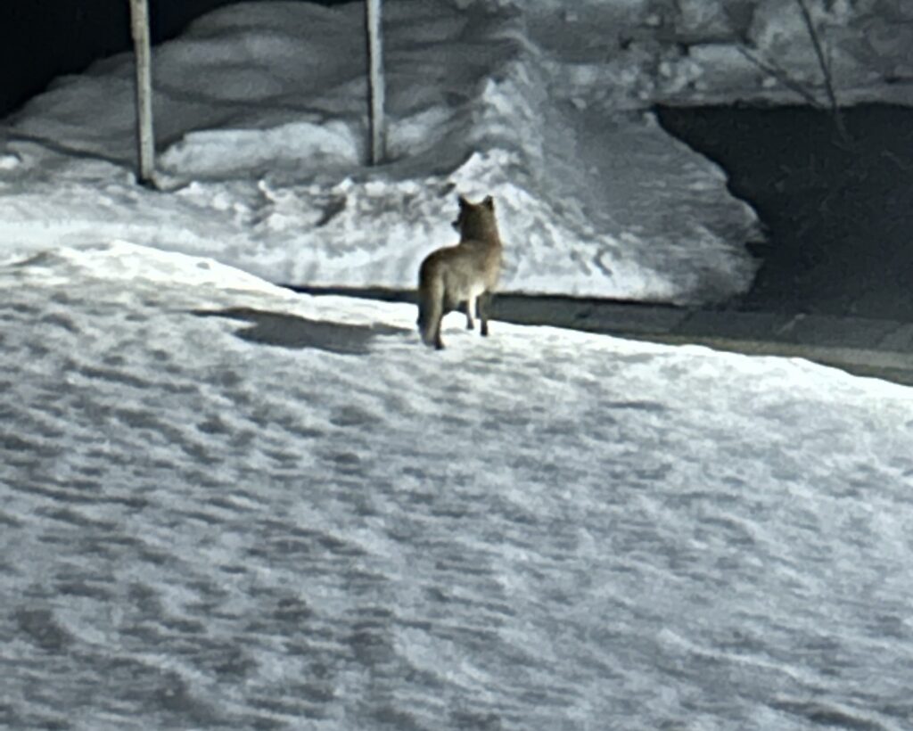 23年1月に見つけたキツネらしき動物