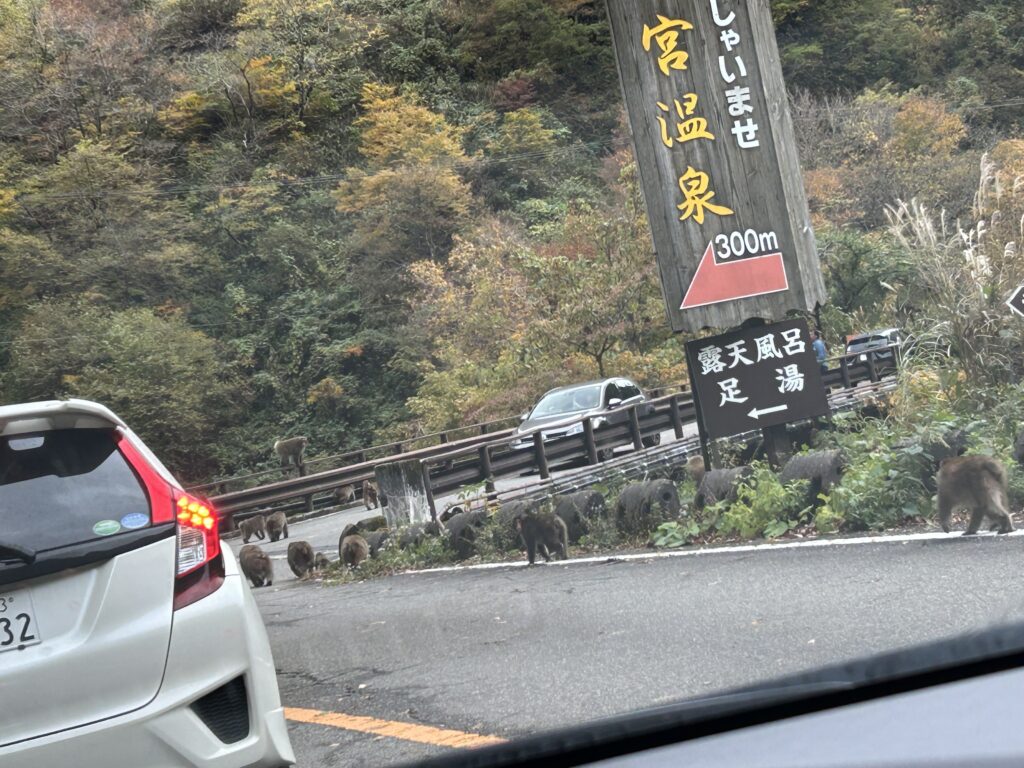 紅葉狩りのときにいたサル