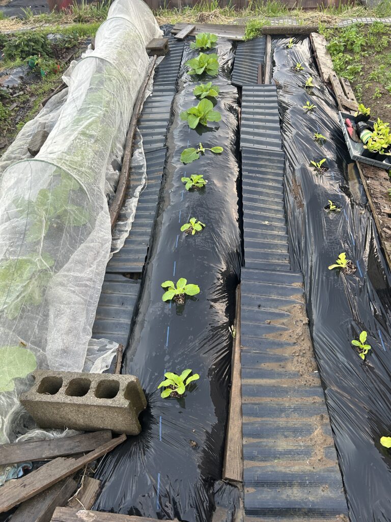 全て植え付けが終わった白菜の畝