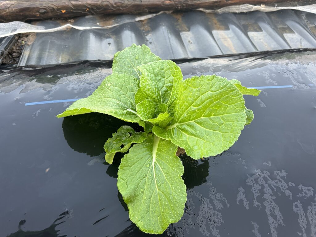 買ってきた苗を植えた株