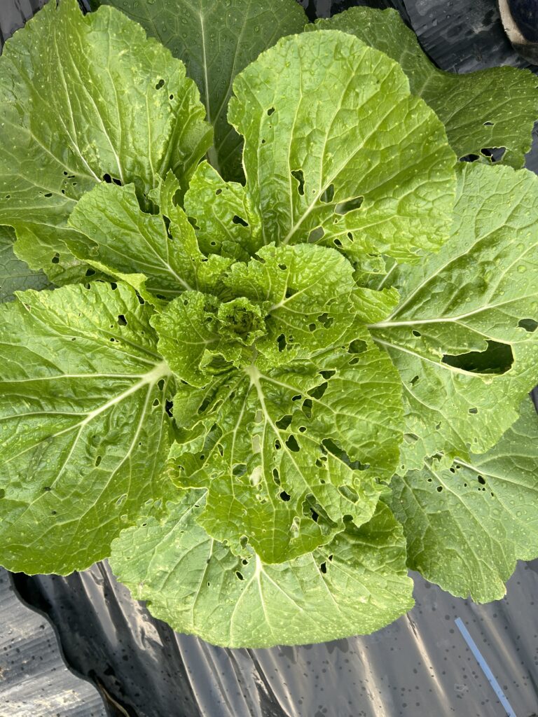 よく見てみると青虫に食われて穴だらけ