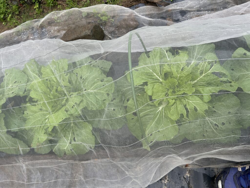 放置するとこんな感じで青虫に葉っぱを食われ放題になる